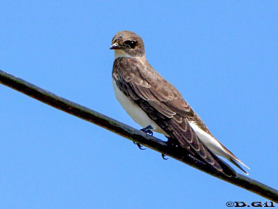 GOLONDRINA PARDA GRANDE (Progne tapera) - Sierra de los Caracoles- MALDONADO (Diciembre 2009)